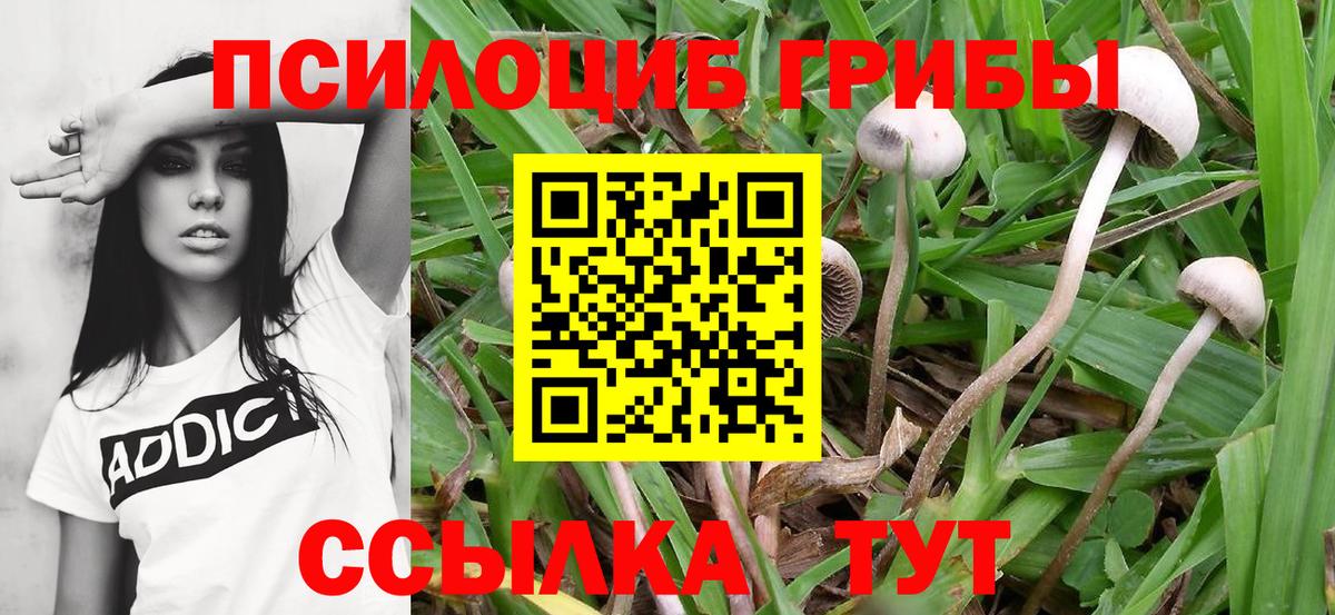Георгиевск  Псилоцибиновые грибы мицелий  Псилоцибиновые грибы Magic Shrooms  Вход с VPN 